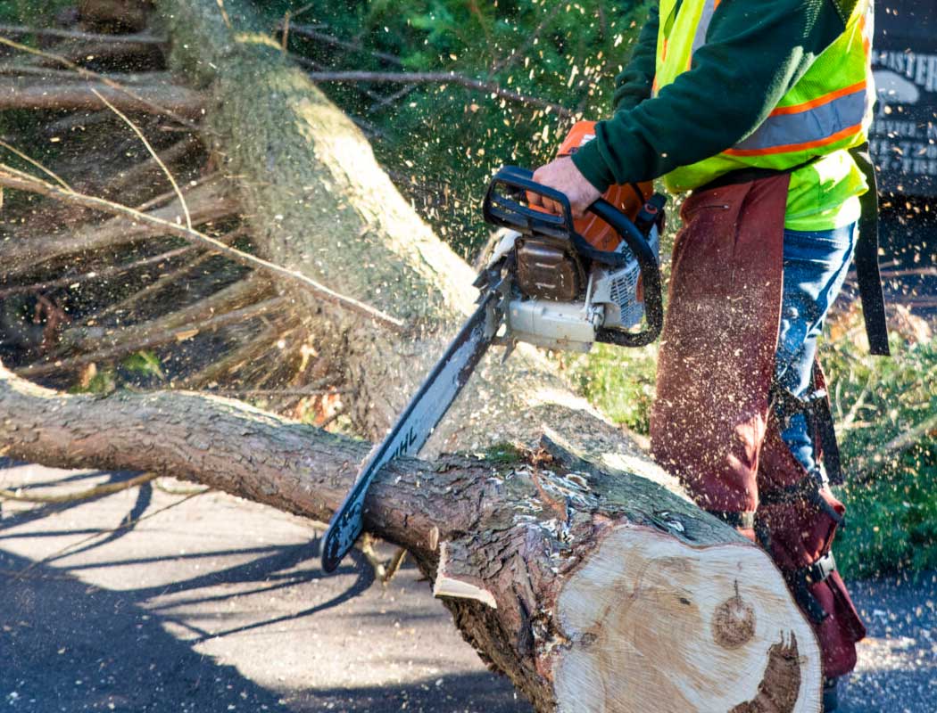 Tree Removal Service Saint Francis MN