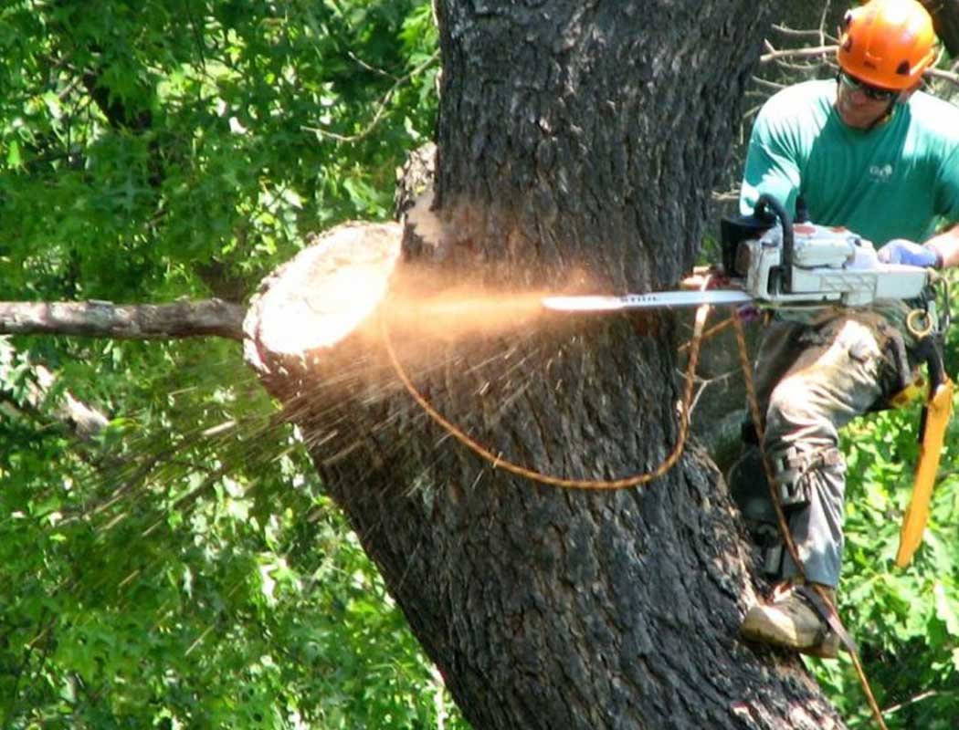 Tree Removal Service near Greenfield MN