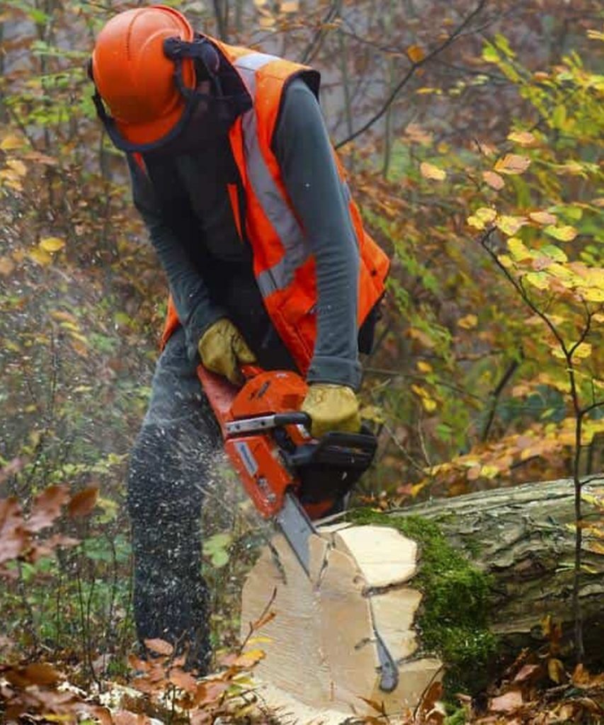 year round tree removal MN