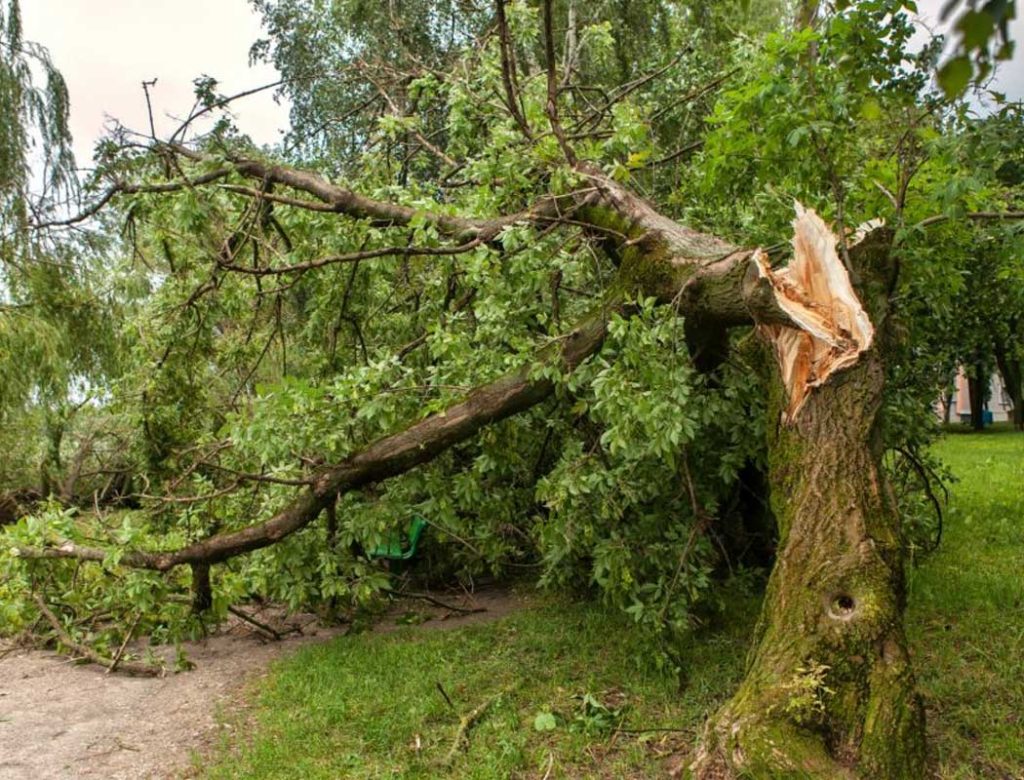 year round tree removal MN