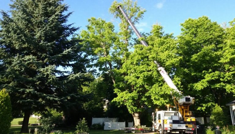 safe tree removal services